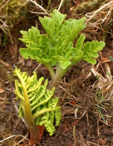 Sceptridium multifidum