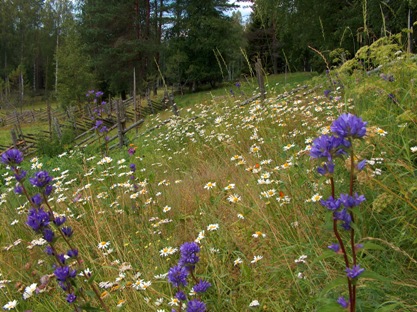 Aittarinne hein�kuussa