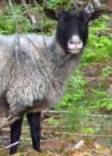 Lammas nimelt� Eila