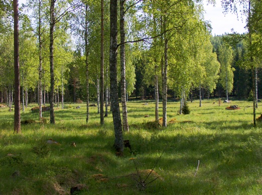 Koivuhakaa ja kosteaa niittyä