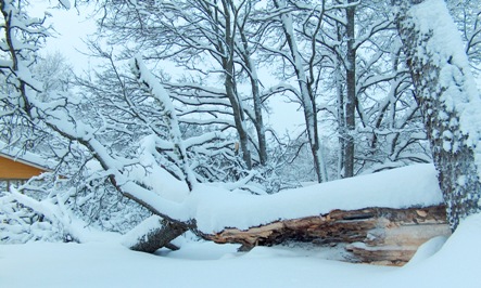 Katkennut pihavaahtera