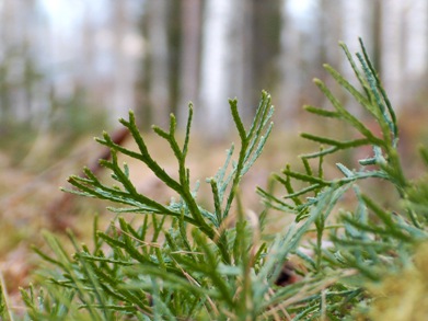 Keltalieko kev��ll�