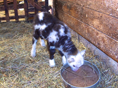 Erikoisen v�rinen karitsa sy�m�ss� kivenn�ist�