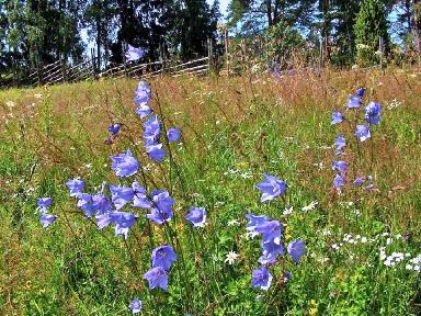 Kurjenkellot niityll�