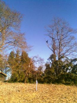 Kuusi makaa niityll� heti kaatamisen j�lkeen