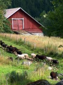 Sheep returning from their pasture