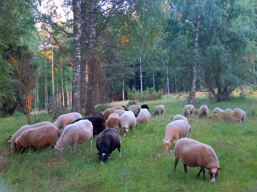 Lampaat Keijum�en kedolla