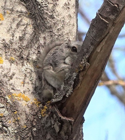 Liito-orava haavalla