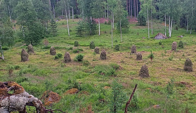 Niittyhein�� kuivumassa seip�ill�