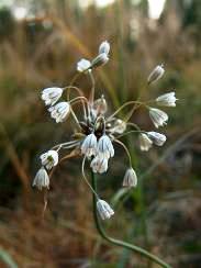 Allium oleraceum