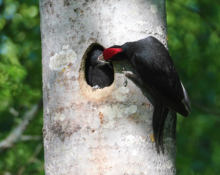 Palok�rki ruokkii poikastaan