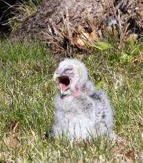 Maahan pudonnut p�ll�npoikanen