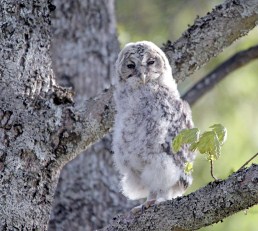 Pes�n j�tt�nyt p�ll�npoikanen metsik�n suojassa