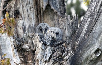 Toiset kaksi poikasta pes�ss�