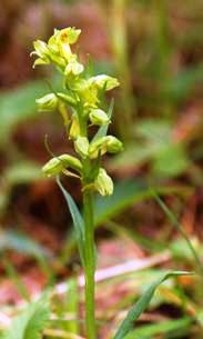 Dactylorhiza viridis