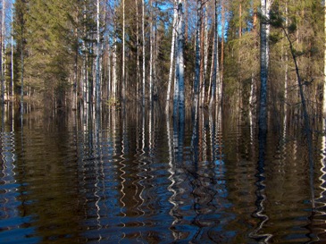 Tulvan valtaama rantamets