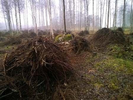 Risukasoja kunnostettavalla hakamaalla