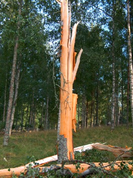 Salaman pirstoma koivu