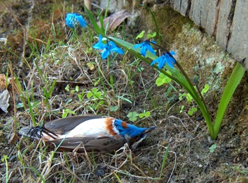 Kuollut sinirinta ja id�nsinililja