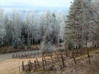 Traditional roundpole fence in the autumn