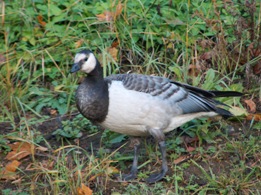 Eksynyt valkoposkihanhi
