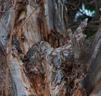 Pihassamme pesiv� viirup�ll�