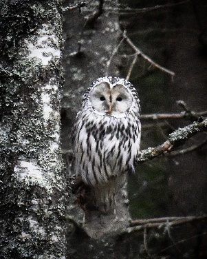 Viirup�ll� lokakuussa